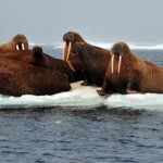 Walruses resting on an ice floe in the Chukchi sea.