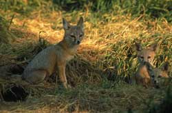 San Joaquin kit fox family sit among grasses.