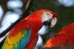 Scarlet macaw.