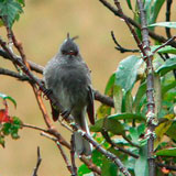 Ash-breasted tit-tyrant.