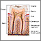 Anatomía del diente