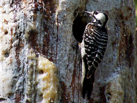 Red-Cockaded Woodpecker