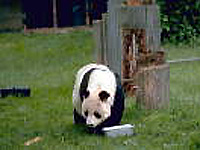 Giant Panda