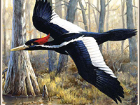 Ivory-billed Woodpecker