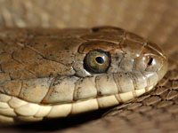 Lake Erie Watersnake