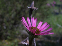 Tennessee purple coneflower