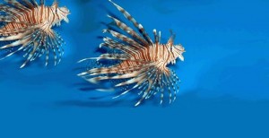 Adult Lionfish