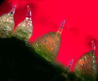 Microscopic image of trichomes on the skin of an immature cucumber.