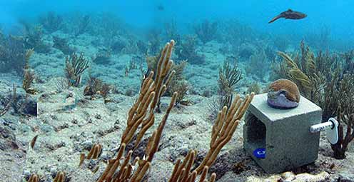 Calcification-monitoring station at Fowey Rocks Light reef in Biscayne National Park.