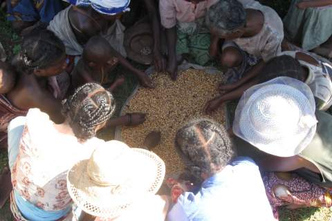 Women gather around seeds. Credit: USAID