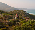 Photo of biologist Ross Turner on a protea-laden ridge on the Cape of good Hope, South Africa.