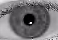 Image of human eye.