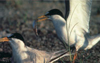 Photo of two least terns.