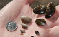 Size comparison of mussels in relation to a dime