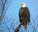 Bald eagle