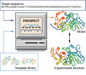 Three-dimensional structure of a protein