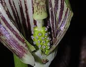 Pawpaw flower.