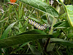 Monarch butterfly larva on butterfly weed.