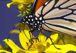 Closeup picture of a monarcy butterfly on a yellow flower.