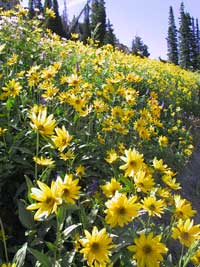 yellow coneflowers.