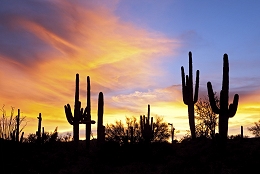 cactus sunset