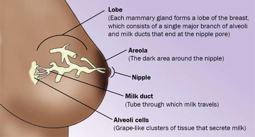 breast anatomy diagram