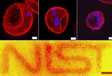 Human red blood cells, in which membrane proteins are targeted and labeled with quantum dots, reveal the clustering behavior of the proteins. The number of purple features, which indicate the nuclei of malaria parasites, increases as malaria development progresses. The NIST logo at bottom was made by a photo lithography technique on a thin film of quantum dots, taking advantage of the property that clustered dots exhibit increased photoluminescence. (White bars: 1 μm; red: 10 μm.)

Credit: H. Kang / NIST and F. Tokumasu / NIAID

Click for larger image.