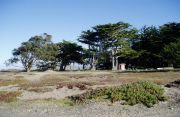 Cypress trees and dunes at the Samoa Dunes Recreation Area.