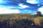 Bright blue sky with clouds and dune vegetation of Mike Thompson Wildlife Area South Spit Humboldt Bay.