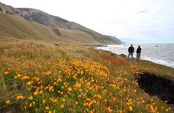 Hikers pause where California poppies and green hillsides meet the ocean 