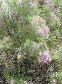 Saltcedar