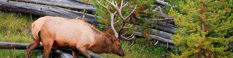 July 21st, 1987. A large elk walks over fallen trees.