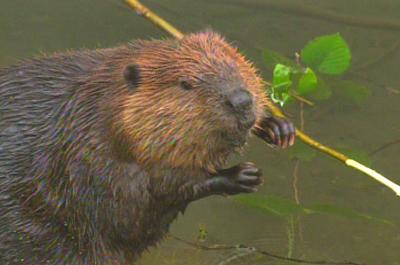 Tongass Beaver Cam