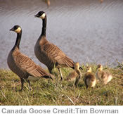 Canada Goose Credit: Tim Bowman