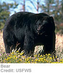 Bear