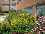 image of an office pollinator garden