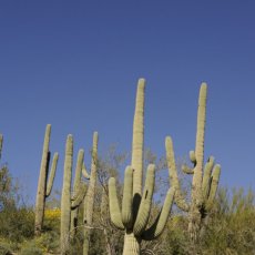 Photo of: Saguaro cacti