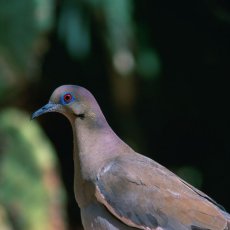 image of a White-winged Dove