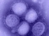 novel H1N1 influenza virus