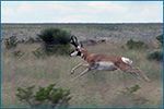 photo of antelope running