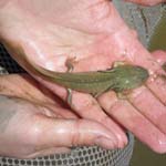 California Tiger Salamander Larva