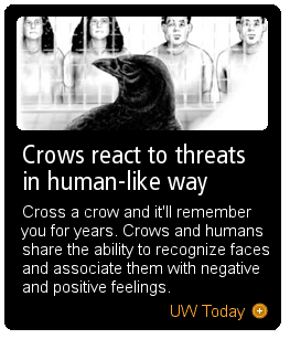 Crows react to threats in human-like way: Cross a crow and it'll remember you for years. Crows and humans share the ability to recognize faces and associate them with negative and positive feelings.