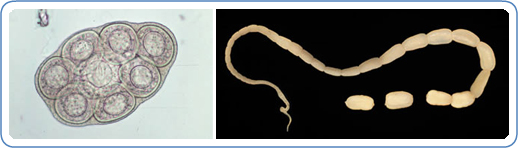 Left: D. caninum egg packet, containing 8 visible eggs, in a wet mount. Right: Adult tapeworm of D. caninum. The scolex of the worm is very narrow and the proglottids, as they mature, get larger.