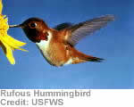 Rufous Hummingbird