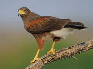 Harris Hawk