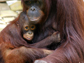 Photo of a mother-son orangutan pair housed at Zoo Atlanta.