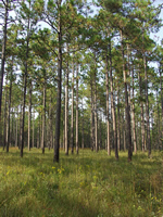 Longleaf pines standing tall