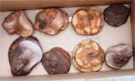 Eight snakes wrapped in pantyhose sit in a box