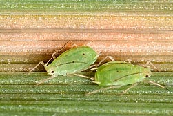 Two greenbug aphids feeding on an oat leaf infected with yellow dwarf disease. Link to photo information