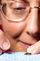 Photo: An entomologist attachs a pure gold wire to a glassy-winged sharpshooter. Link to photo information